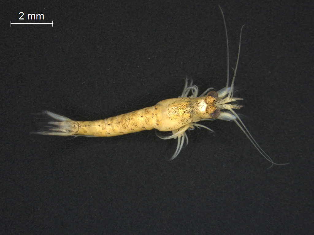 Paramysis intermedia